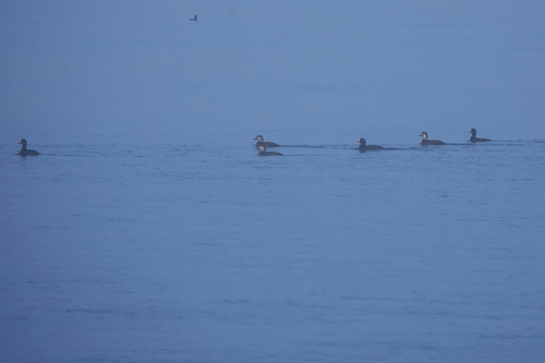 Black Scoter (Melanitta americana), photo 5