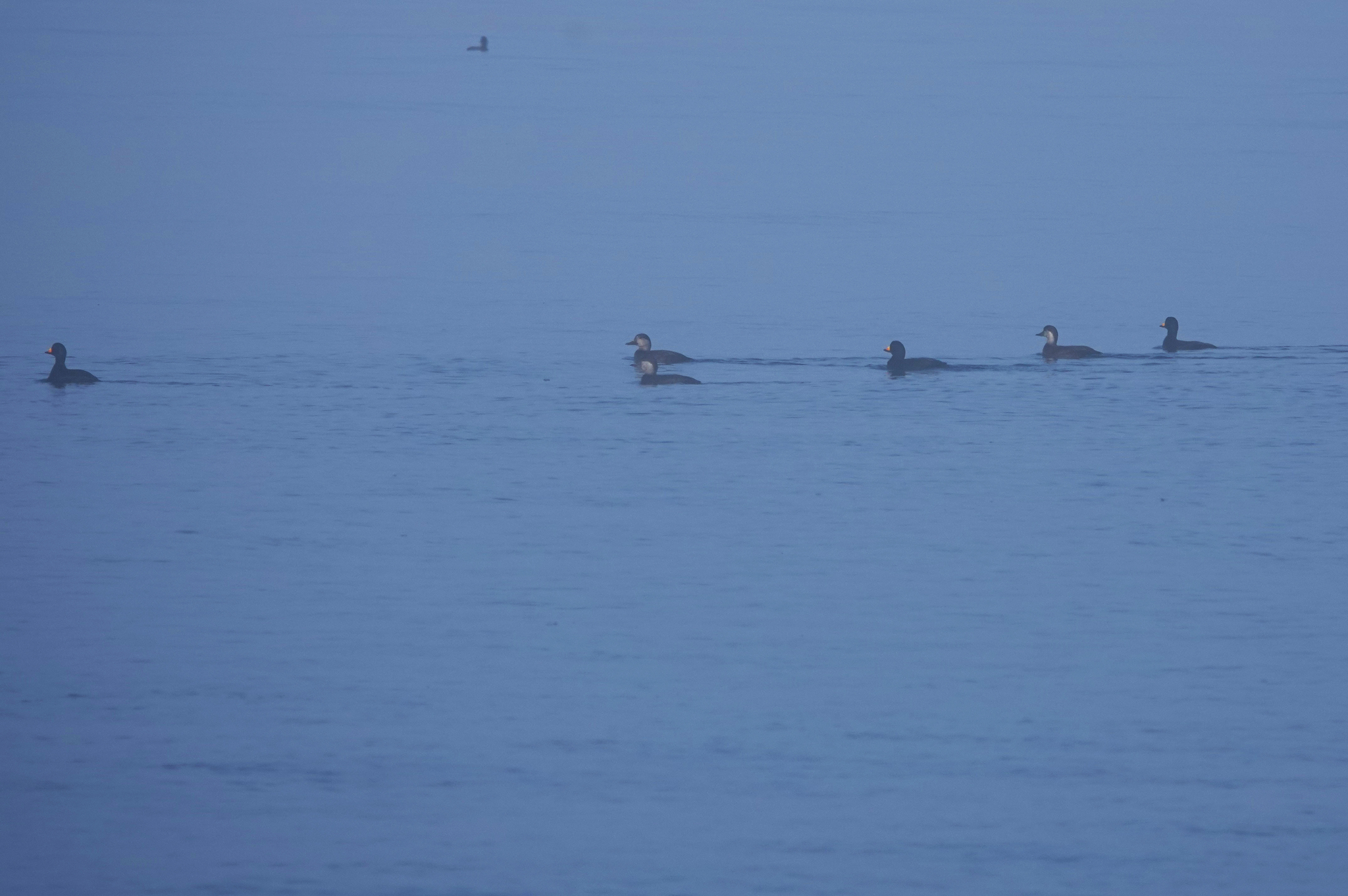 Black Scoter (Melanitta americana), photo 5