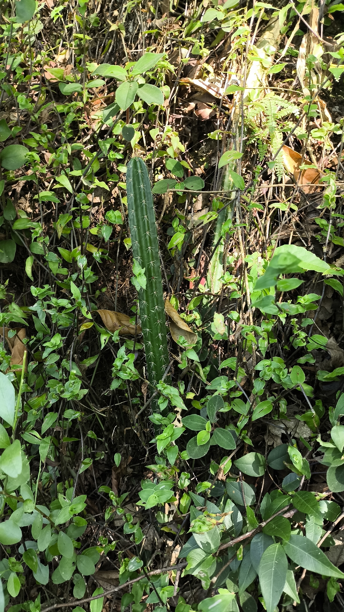 Praecereus euchlorus