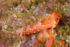 Synchiropus morrisoni