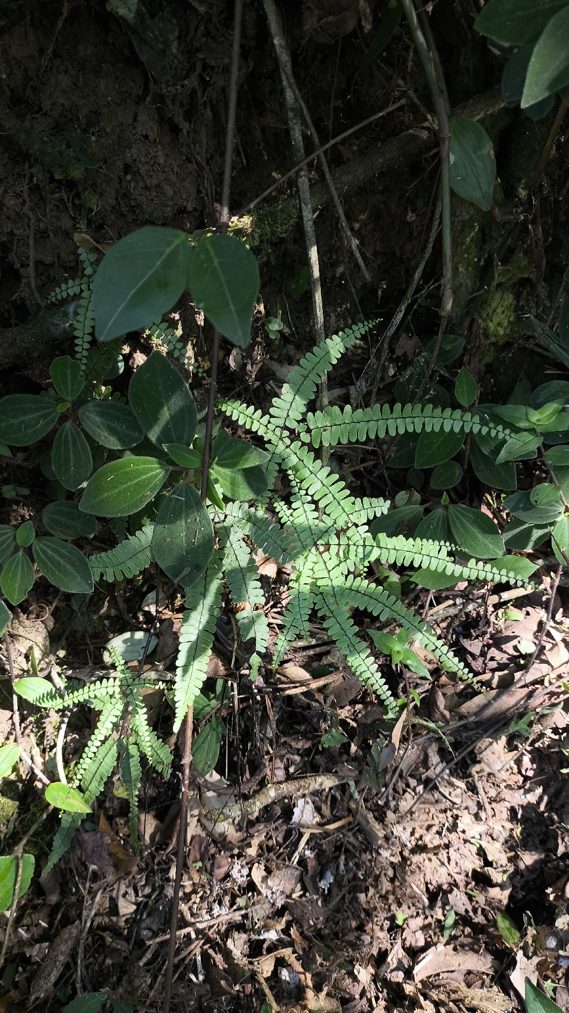 Adiantopsis radiata