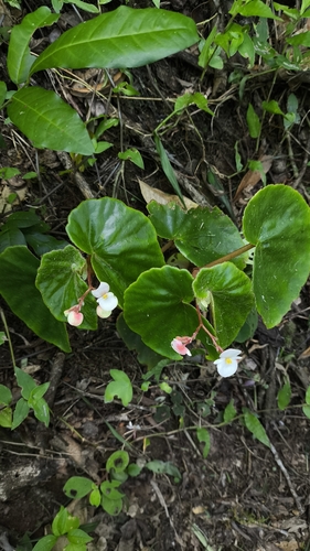 woolly bear begonia (Begonia subvillosa)