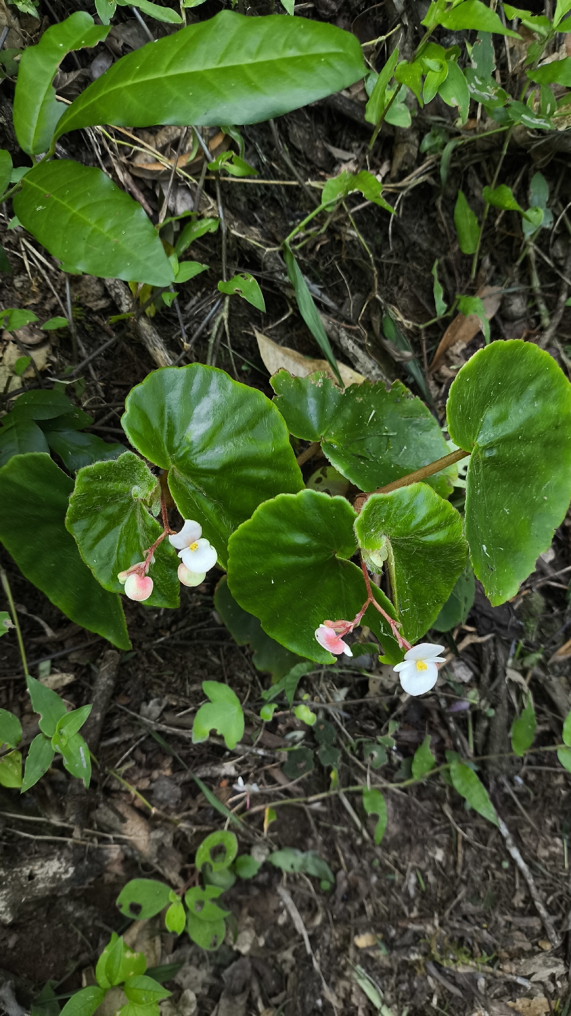 Begonia subvillosa