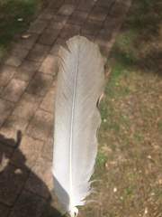 Eolophus roseicapilla