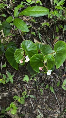 Begonia subvillosa, photograph 3