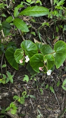 Begonia subvillosa, photograph (c) Luan Mazzeo, some rights reserved (CC BY)