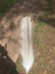 Eolophus roseicapilla