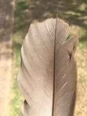 Eolophus roseicapilla