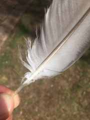 Eolophus roseicapilla