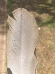 Eolophus roseicapilla