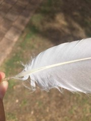 Eolophus roseicapilla