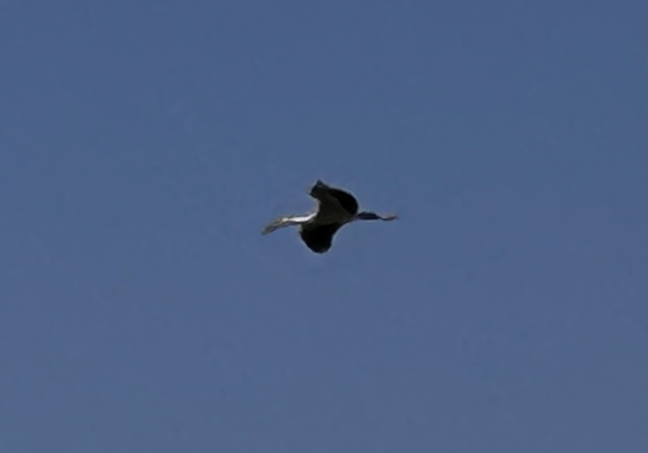 Asian Openbill (Anastomus oscitans), photo 3