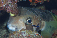 Diodon liturosus