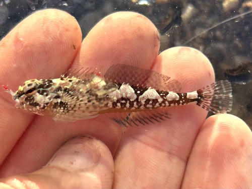Saddleback sculpin (Oligocottus rimensis) — Cottidae — 2
