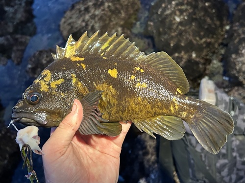 Black-and-yellow rockfish (Sebastes chrysomelas) — Sebastidae — 3