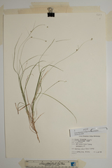 Carex trisperma