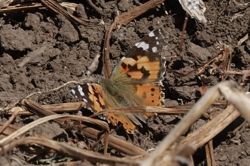 Painted Lady