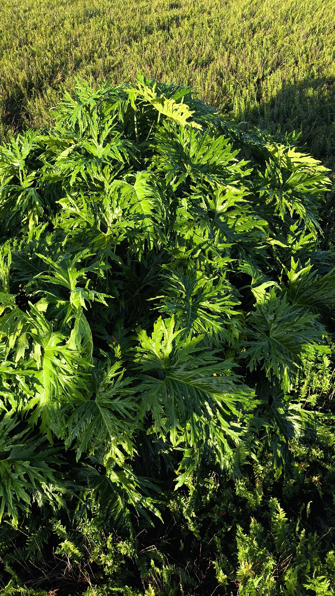 Thaumatophyllum mello-barretoanum