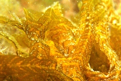 Dictyopteris australis