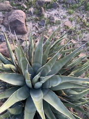 Agave cerulata