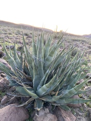 Agave cerulata