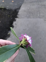 Daphne odora marginata