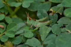 Froggattina australis