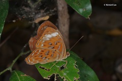 Taxila haquinus