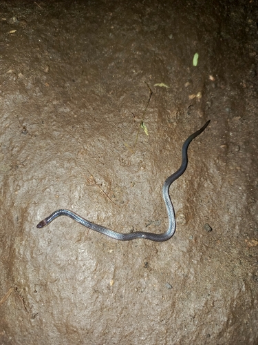 Pink-headed Reed Snake