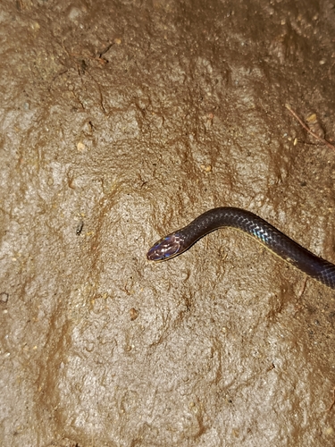 Pink-headed Reed Snake