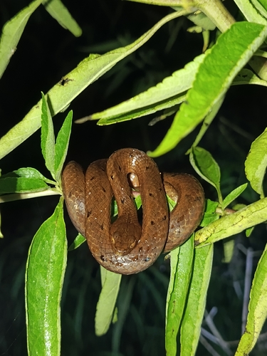 Common Mock Viper