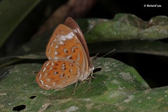 Taxila haquinus