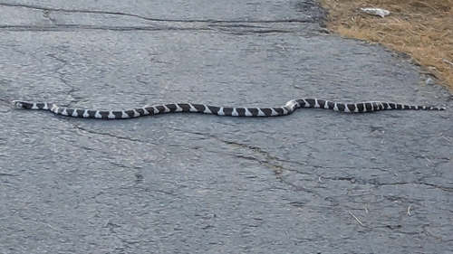 California King Snake