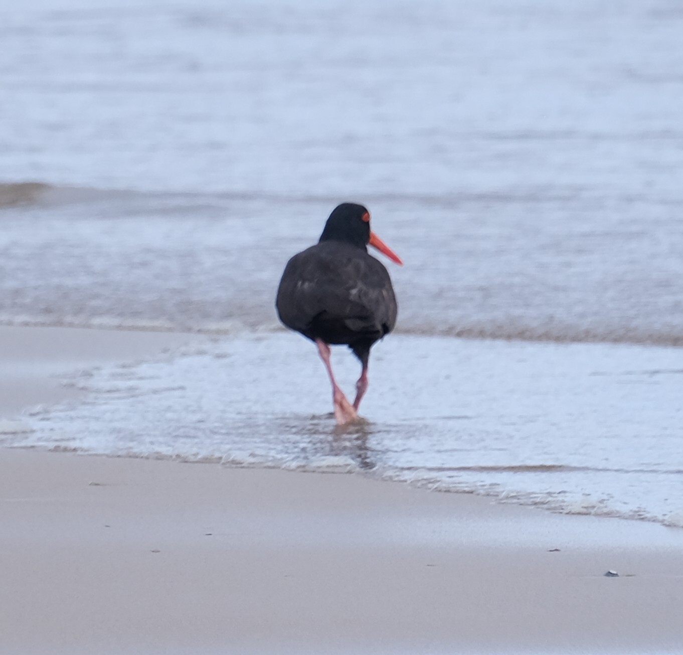 Sooty Oystercatcher (Haematopus fuliginosus), photo 3
