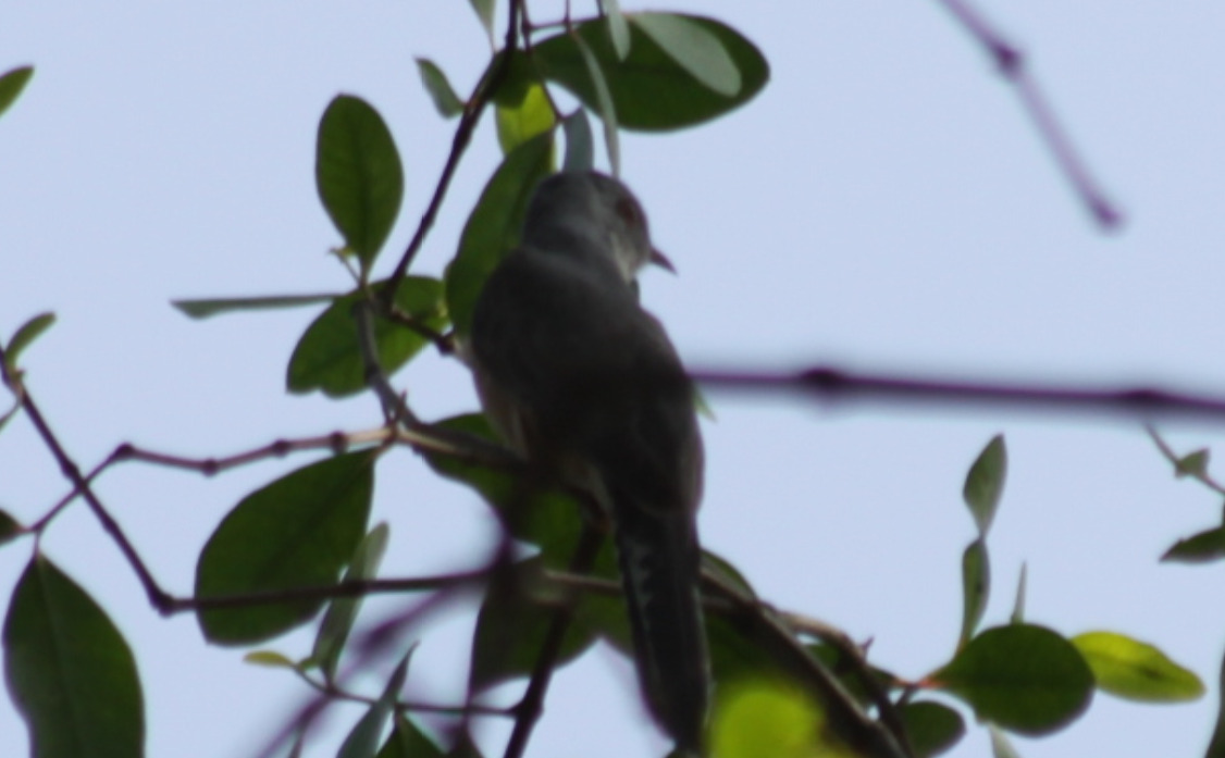 Plaintive Cuckoo (Cacomantis merulinus), photo 7