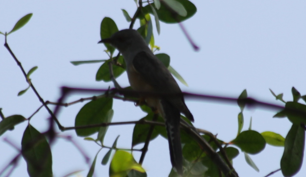 Plaintive Cuckoo (Cacomantis merulinus), photo 6