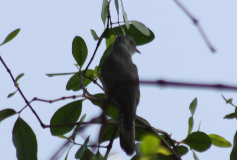 Plaintive Cuckoo (Cacomantis merulinus), photo 8