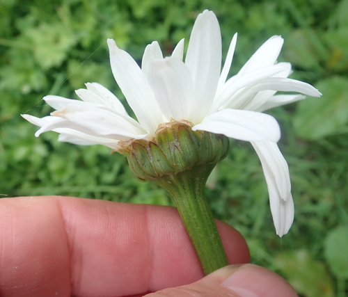 Leucanthemum maximum
