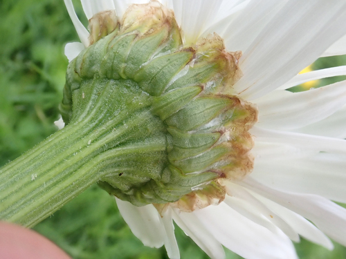 Leucanthemum maximum
