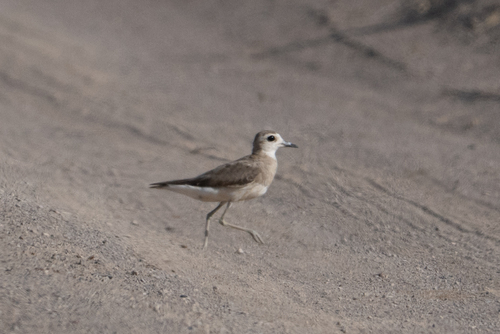 iNaturalist image