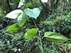 Jasminanthes mucronata