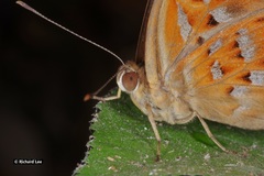 Taxila haquinus