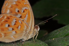 Taxila haquinus