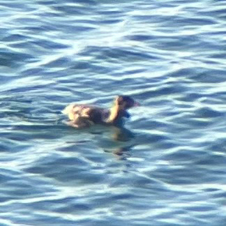 Rhinoceros Auklet (Cerorhinca monocerata), photo 4