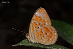 Taxila haquinus