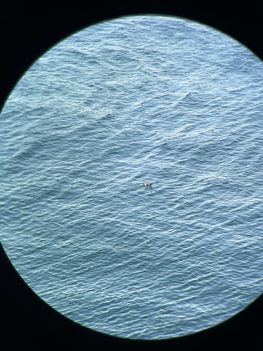 Rhinoceros Auklet (Cerorhinca monocerata), photo 5