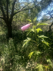 Hibiscus striatus