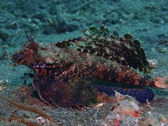Dactylopus kuiteri