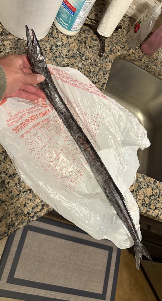 Snake mackerel (Gempylus serpens) — Gempylidae