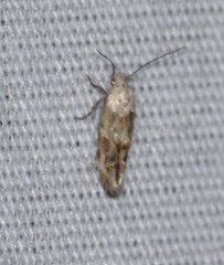 Mompha rufocristatella